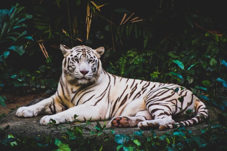 European Holidays & African Safari: How to Plan Around School Breaks, Bank Holidays & Peak Seasons