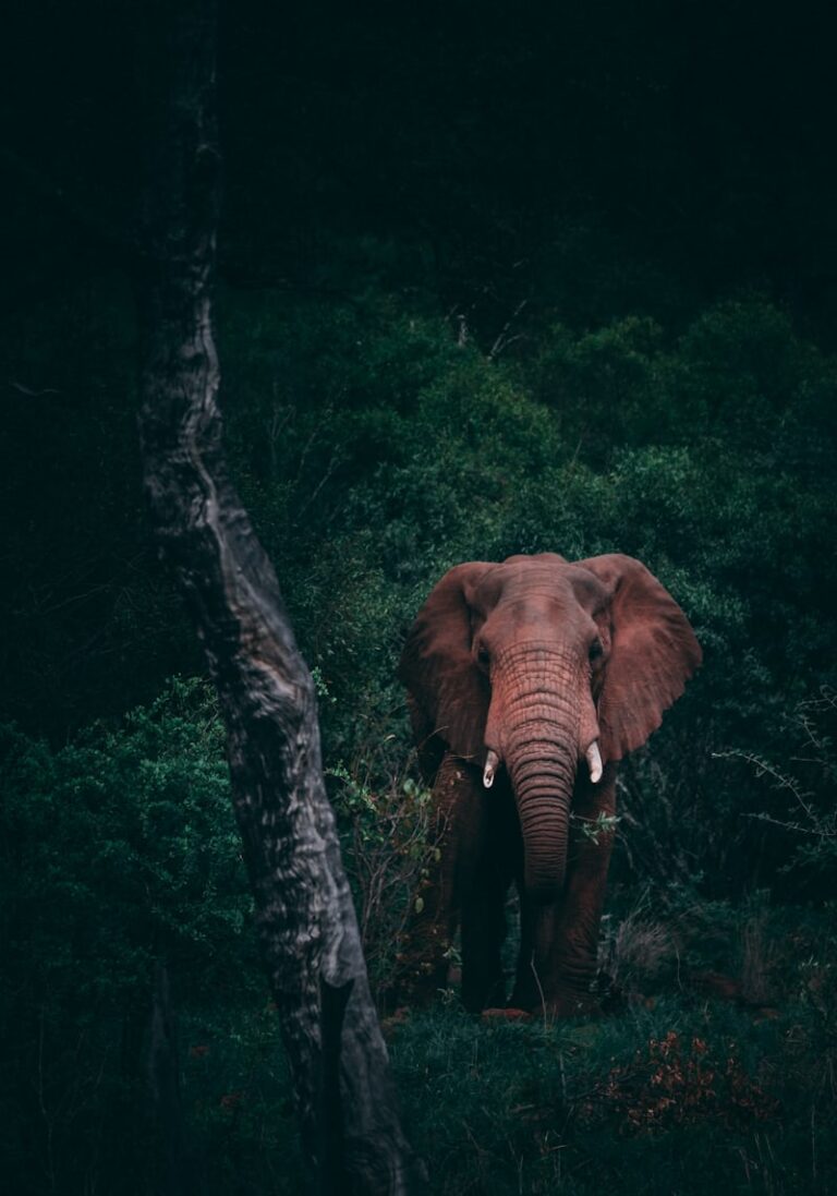 Hot Air Balloon Safari in East Africa: Cost, Tips & What to Expect in 2026