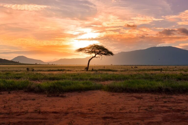 Best Time to Visit East Africa for Safari: A Month-by-Month Guide