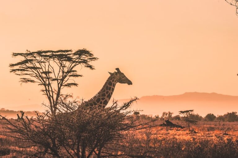 First-Time Safari Guide: Everything You Need to Know About East Africa