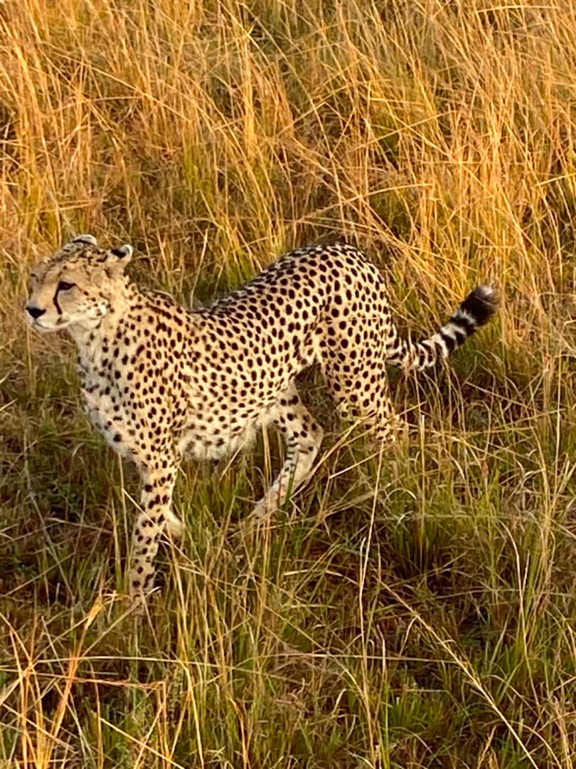 Cheetah sitting in golden savanna grass in the Masai Mara Kenya