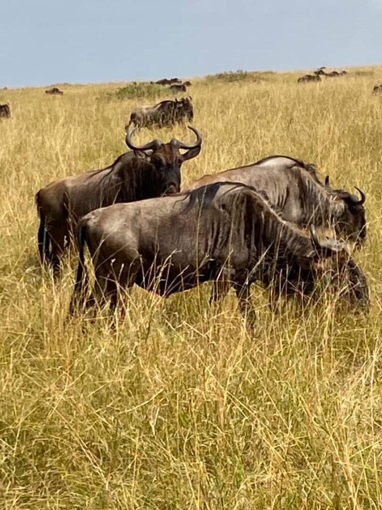 The Great Wildebeest Migration: When, Where and How to See It in Kenya and Tanzania