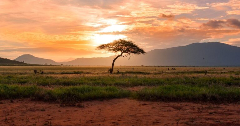 Honeymoon Safari in East Africa: Romantic Lodges, Routes and Planning Tips for 2026