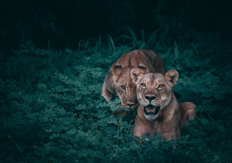 Night Game Drives in East Africa: What You Will See After Dark on Safari
