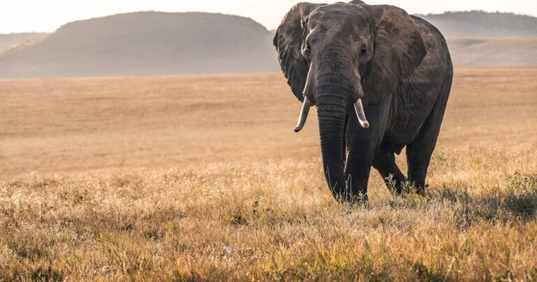 Your First African Safari: Essential Safety and Health Tips for European Travellers
