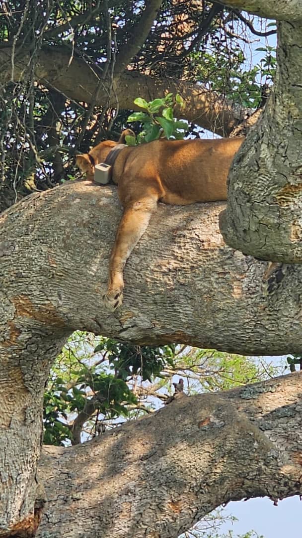 Best Time to Visit East Africa: A Month-by-Month Safari Guide for European Travellers