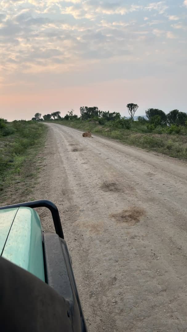 Safari Travel Insurance 2026: What UK and European Travellers Actually Need for East Africa