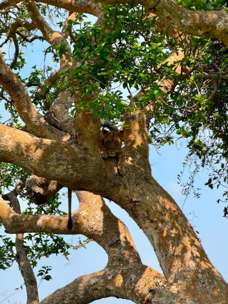 Tree-Climbing Lions of Ishasha: Uganda’s Rarest Safari Sight in 2026