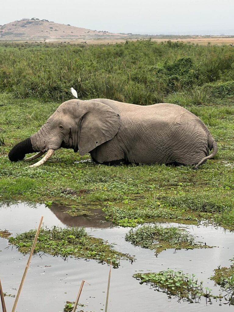Queen Elizabeth National Park Safari 2026: Entry Fees, Wildlife & Costs From the UK