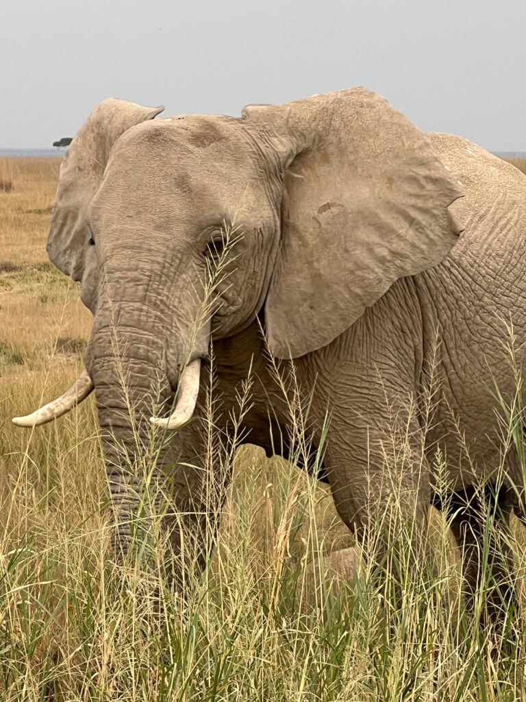 Kenya Safari Guide: Everything You Need to Know Before You Go