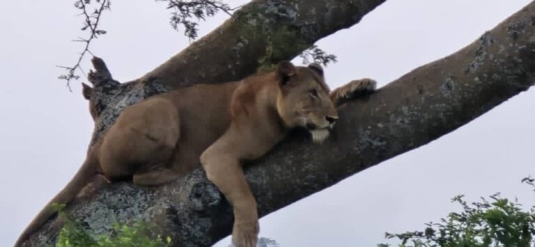 Planning Your First Safari from the UK: Flights, Costs & Best Destinations in 2026