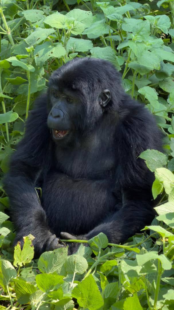 Nyungwe Forest National Park 2026: Rwanda’s Canopy Walk, Chimps and 13 Primate Species — A Guide for UK and European Travellers