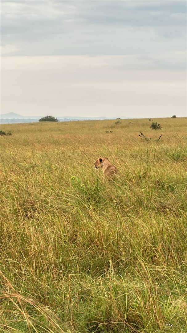 Tanzania Safari Packages 2026: Costs, Best Parks & How to Book from Europe