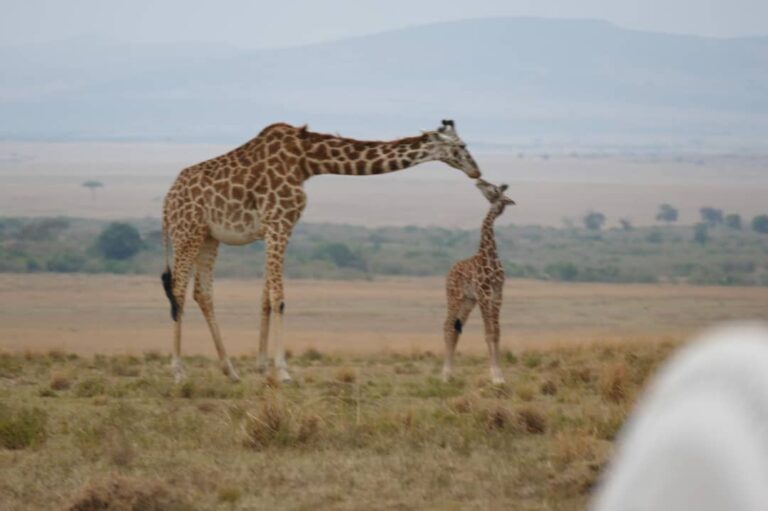 Samburu National Reserve 2026: Kenya’s Special Five, the Ewaso Ng’iro River and Why UK Travellers Should Go North