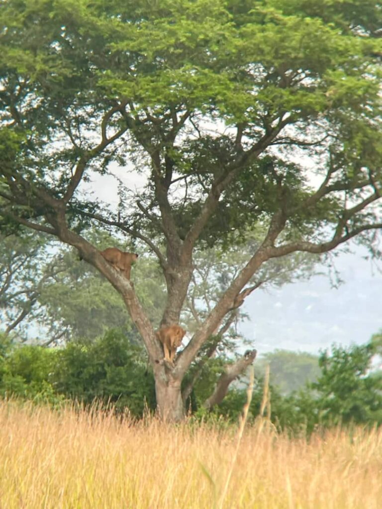 Solo Safari in East Africa 2026: A Complete Guide for European Travellers Going It Alone
