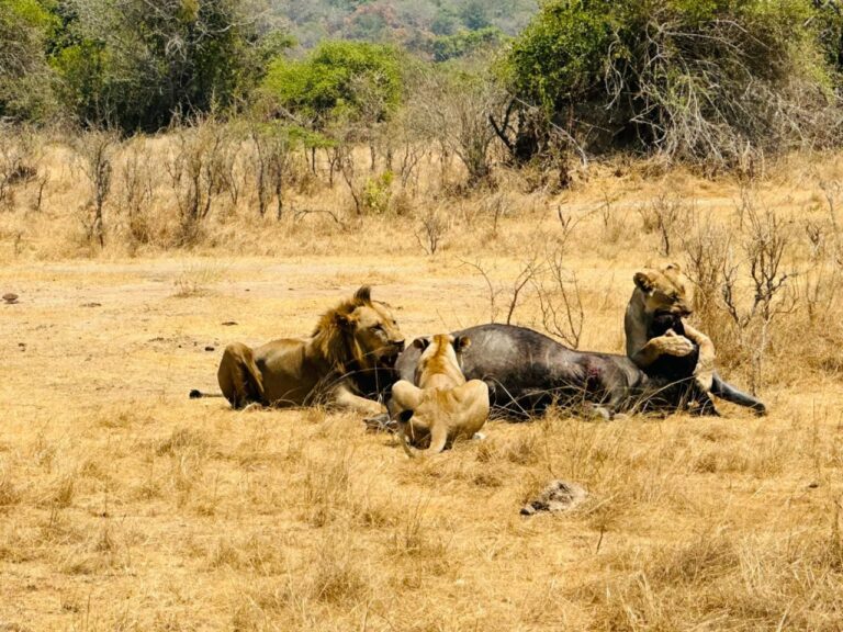 Akagera National Park 2026: Rwanda’s Big Five Comeback and Why It Belongs on Your Safari