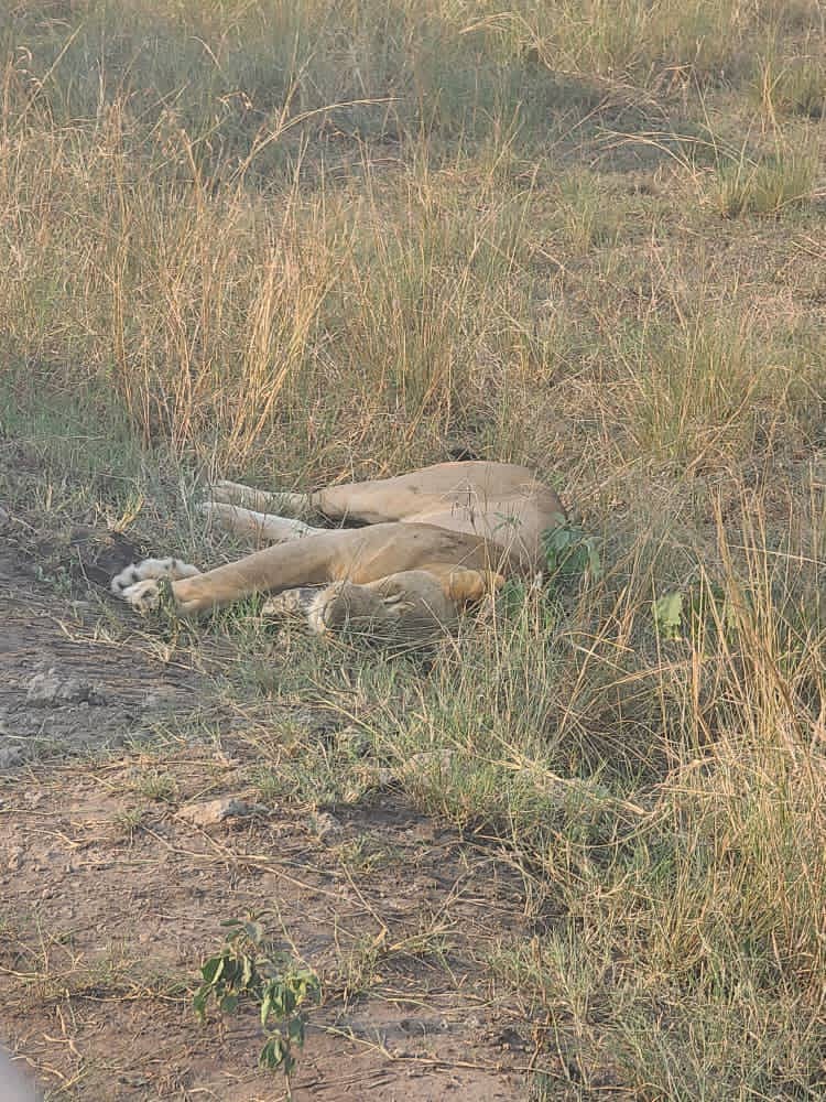 Uganda Wildlife Tours: Where to See the Big Five, Gorillas & More