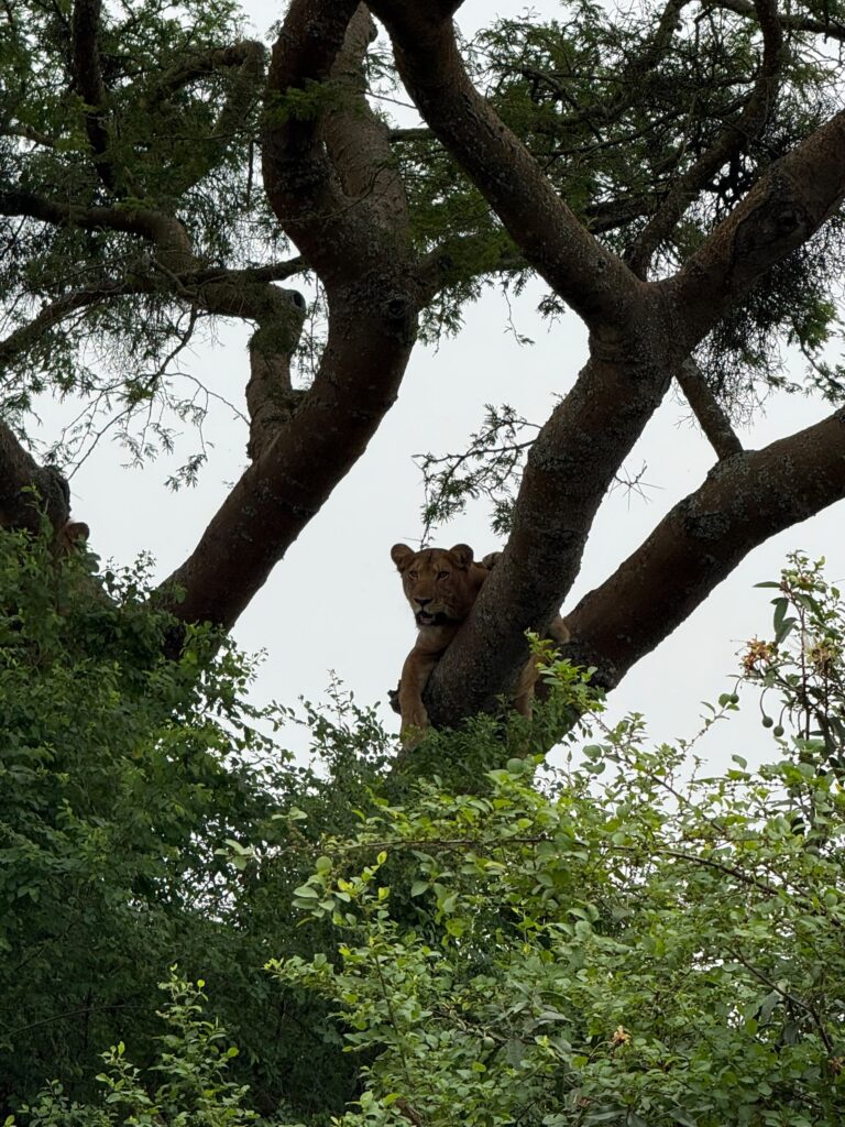 3-Day Uganda Safari Itinerary: Gorilla Trekking Weekend from Entebbe