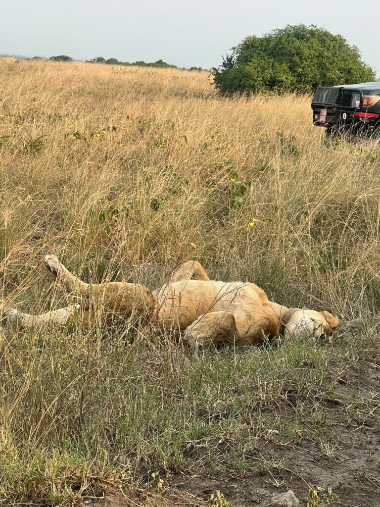Murchison Falls National Park Safari Guide 2026: Uganda’s Big Game Heartland