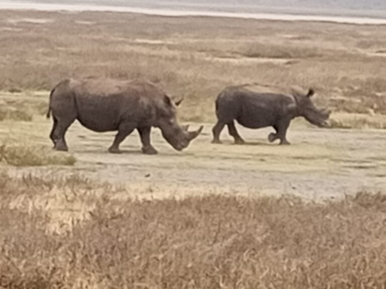 Ziwa Rhino Sanctuary: Tracking Rhinos on Foot in Uganda