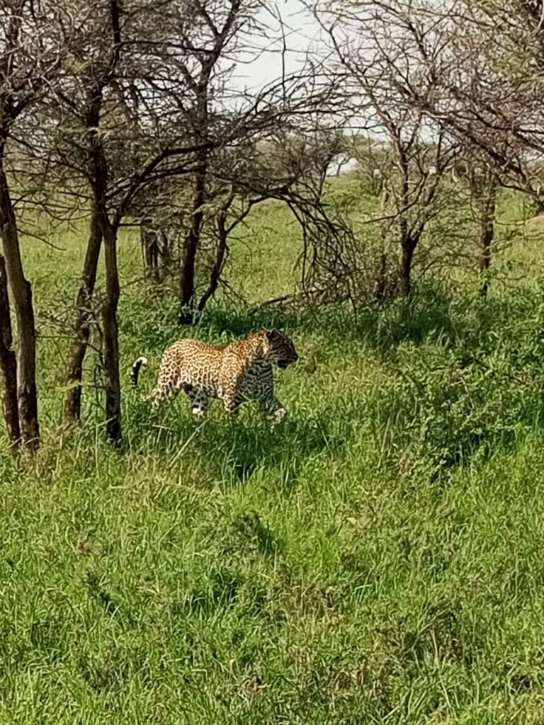 Kenya Coastal Safari: Malindi, Watamu & Lamu Island Guide for European Travellers