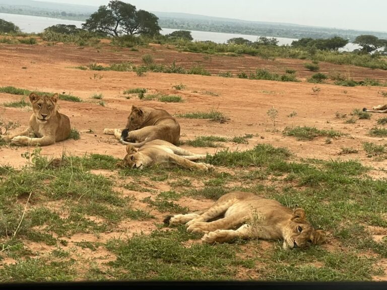 Queen Elizabeth National Park 2026: Kazinga Channel, Ishasha Tree-Climbing Lions and Crater Country — A Guide for UK and European Travellers