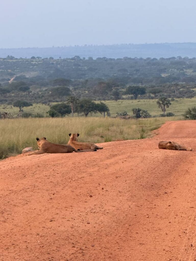How to Book an African Safari Safely from the UK in 2026: Deposits, Payment Protection and How to Spot a Fake Operator