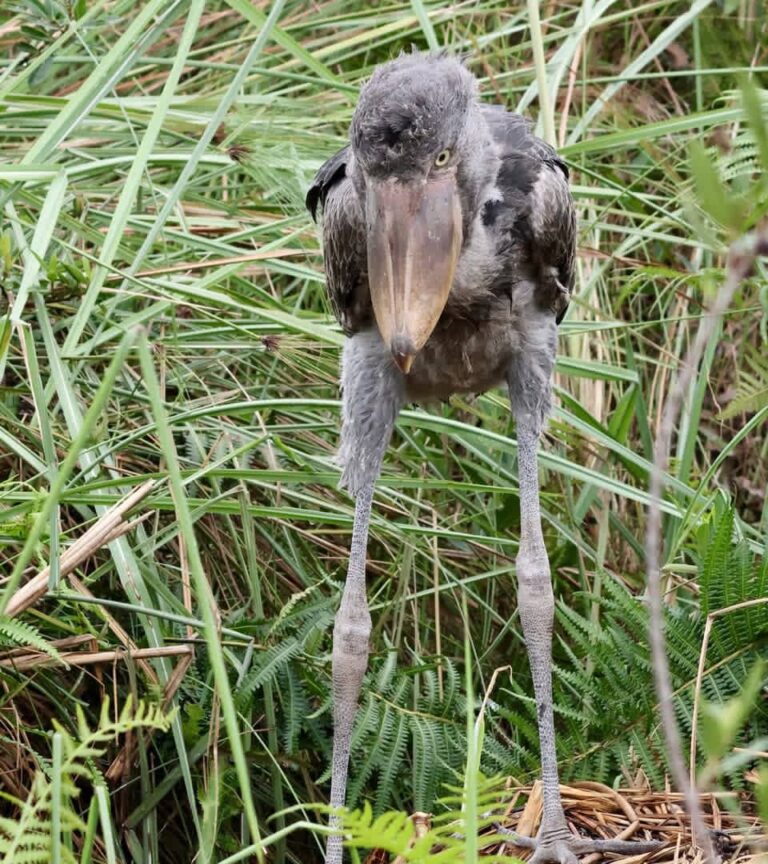 Mabamba Swamp Shoebill Trip from Entebbe: EU Guide