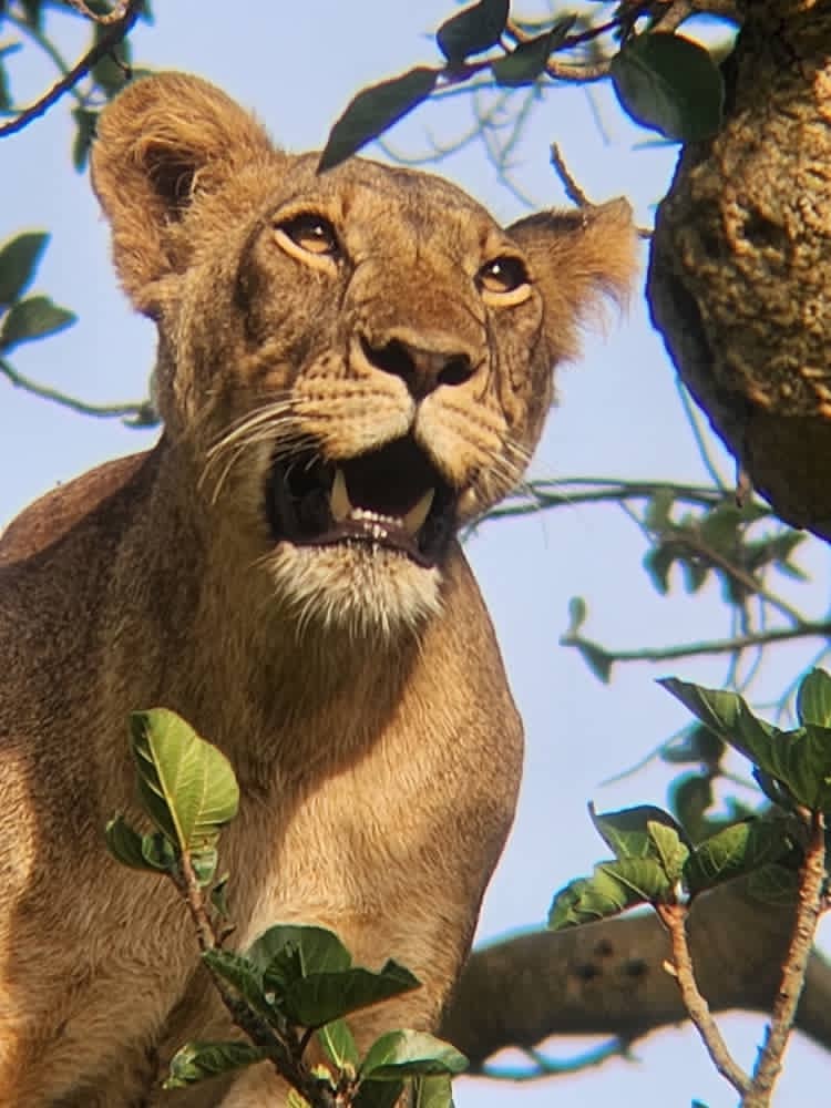 What to Pack for an African Safari 2026: The Complete Checklist for UK Travellers