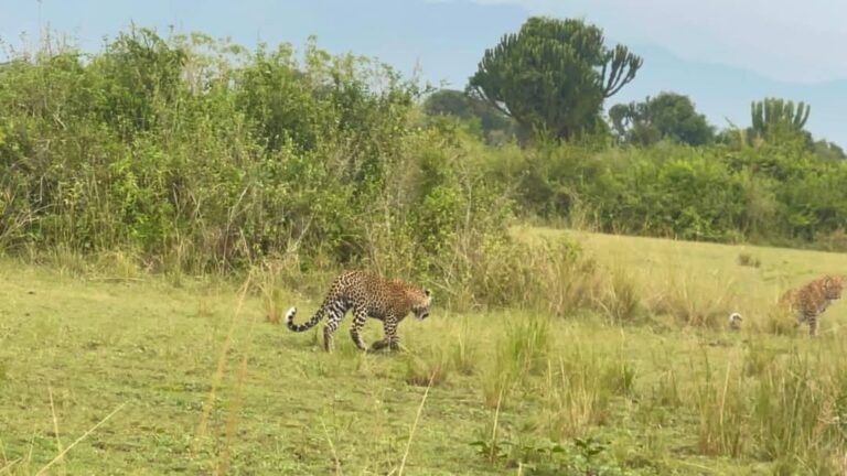 Green Season Safari in East Africa: Why November to May Is the Smartest Booking Window from Europe