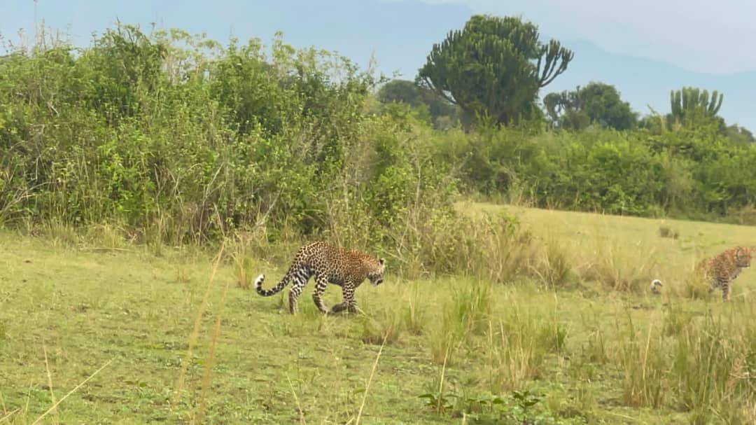 8 Days Tanzania Camping Safari: Tarangire, Ngorongoro, Serengeti & Arusha NP