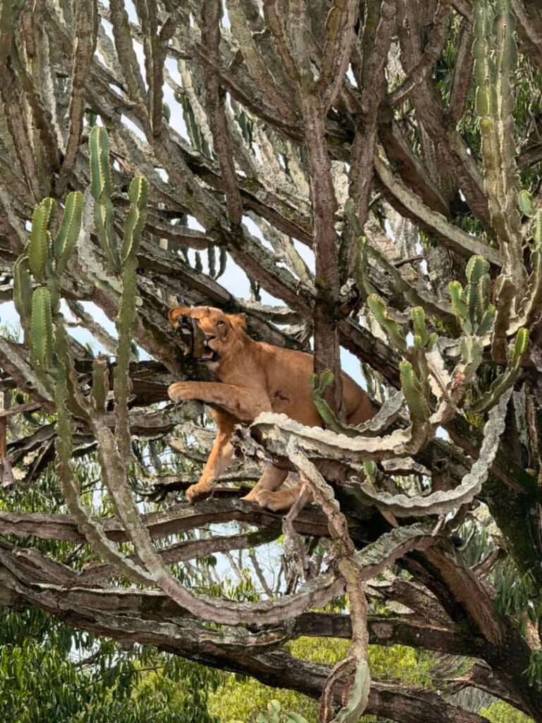Uganda Safari from the USA: Flights, Visa & 8-Day Plan