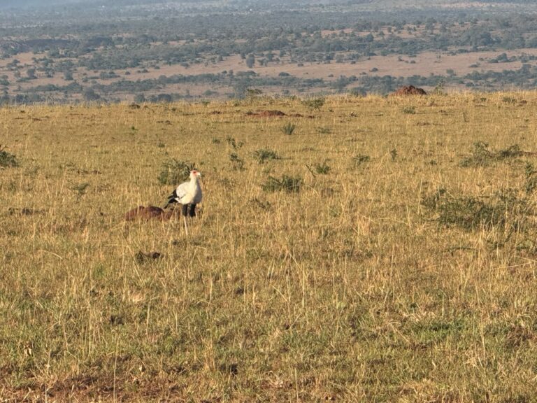 Safari Vaccinations & Health Requirements 2026: What UK Travellers Need for Kenya, Tanzania, Uganda & Rwanda
