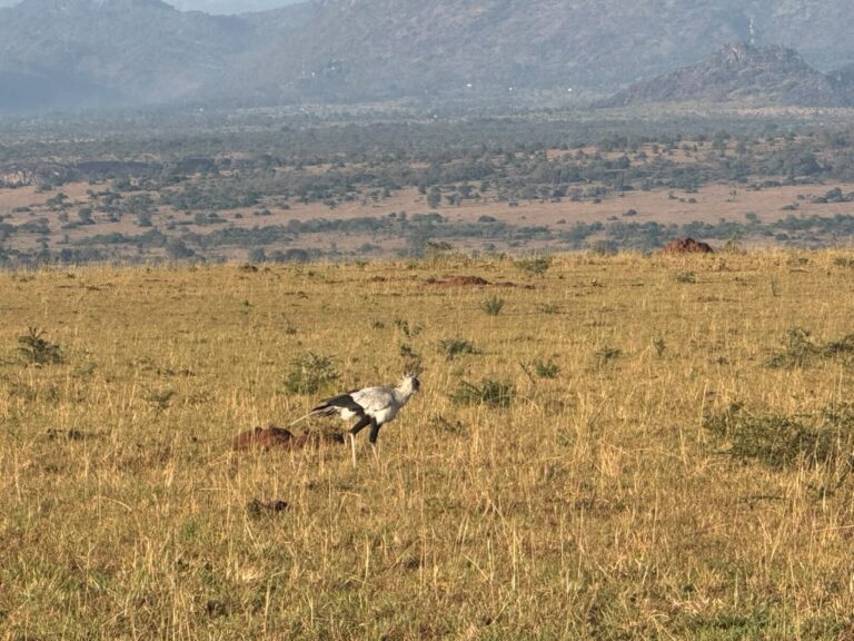 Best Time to Visit East Africa for a Safari: A Month-by-Month Guide for UK & European Travellers
