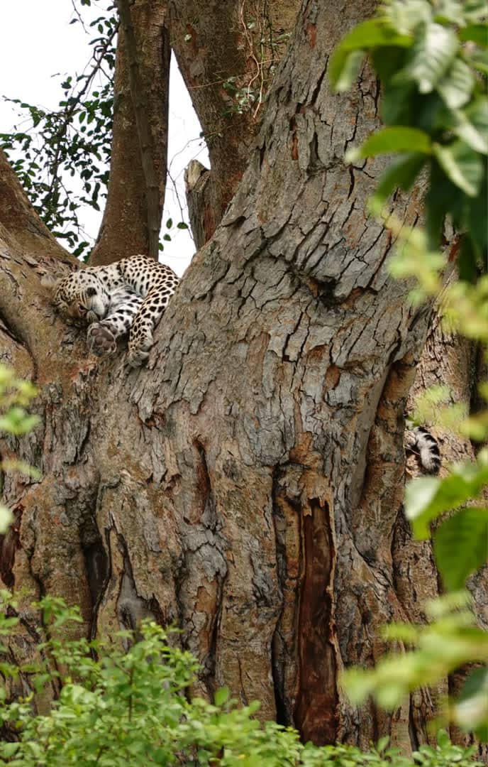How Much Does a Uganda Safari Cost from the UK? 2026 Budget Breakdown