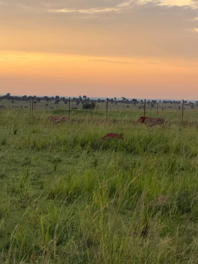 A Day on Safari in East Africa: What Really Happens from the 5:30am Wake-Up to the Sundowner