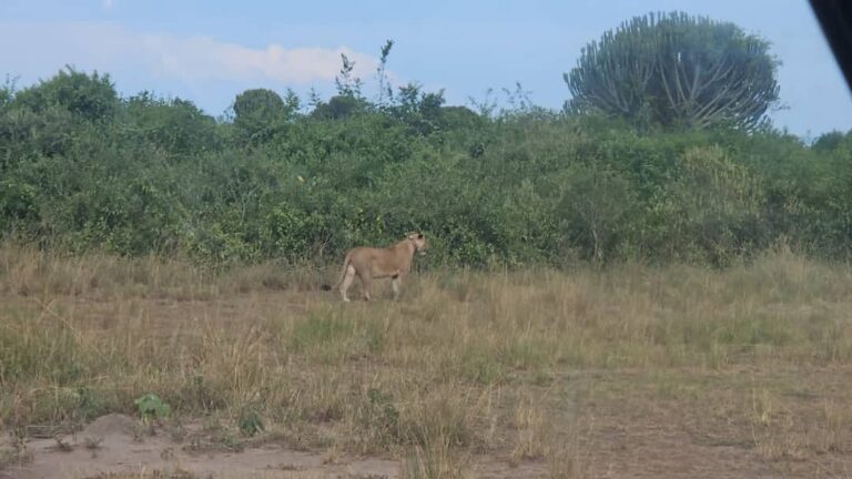 Is East Africa Safe for American Tourists? A 2026 Travel Safety Guide