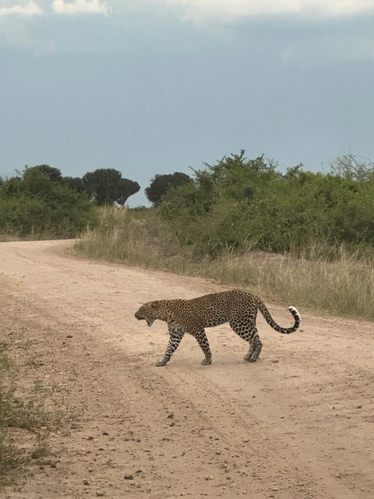 Spotting Leopards in Uganda: A Big Cat Safari Guide for UK & European Travellers